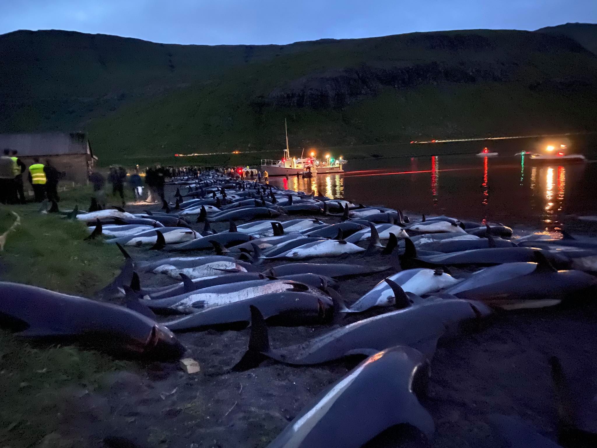 The aftermath of the dolphin massacre of September 12th, 2021, in Skálafjörður. Faroe Islands [Photo: Sea Shepherd]