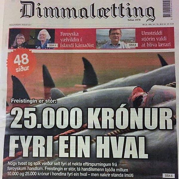 Faroese newspaper ‘Dimmalaetting’ front page article 4th August 2017 stating that whole Pilot whales were being sold to supermarkets for 25,000 Kronur each [Photo: Sea Shepherd UK]
