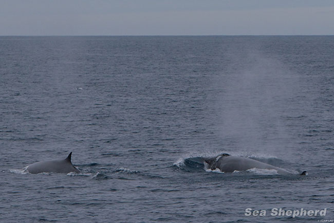 Fin whales swim free 