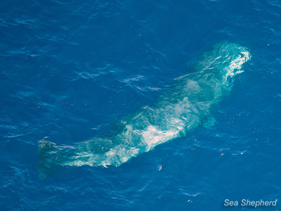 Sperm Whale watches the helicopter