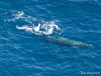 Sperm whale swimming in the ocean