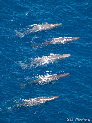 A group of sperm whales