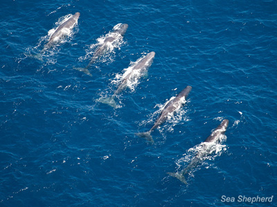 A group of sperm whales