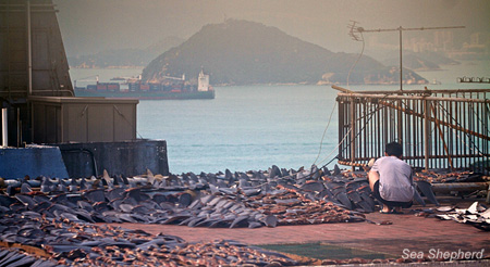 Hong Kong is regarded as the shark fin capital of the world. Millions of sharks are killed each year as the industry remains mostly unregulated and unchecked.