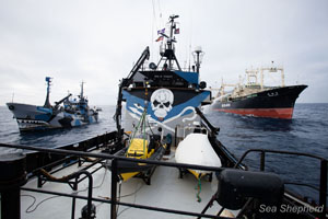 The SSS Steve Irwin escorts the whaling fleet