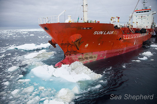 Despite not being an ice-class vessel, the Sun Laurel navigates in ice pack, striking a growler, creating the potential hazard of a massive oil spill
