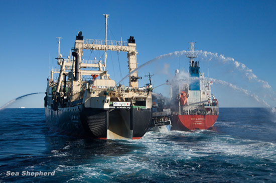 Nisshin Maru rams the Bob Barker into the Sun Laurel , sandwiching the Sea Shepherd ship between itself and the whaling fleet’s fuel tanker