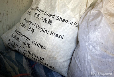 Evidence that the fins are being caught and shipped from Brazil