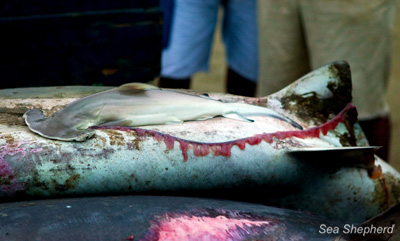 Unborn Hammerhead Shark