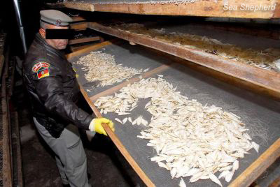 Brazilian Police exposing trays of dried shark fins