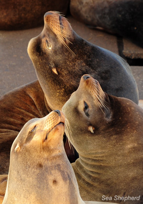 Sea lions basking in the sun