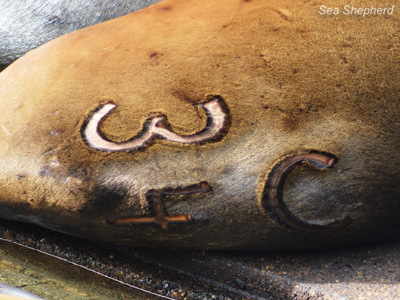 A freshly branded California sea lion