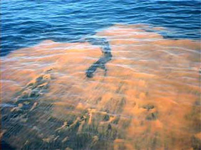 Red tide produces brevotoxin, a nerve poison which is responsible for a record number of deaths among Manatees