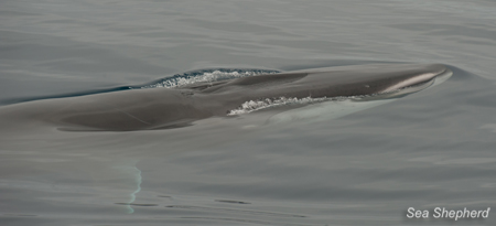 Up to 184 Fin Whales may be taken in this year's hunt