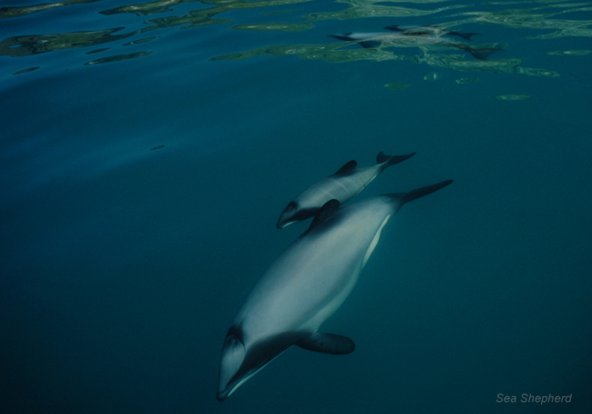 Maui's dolphin, mother and calf