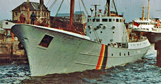 The Sea Shepherd II conducted the first anti-whaling operation in Russian territory in 1981