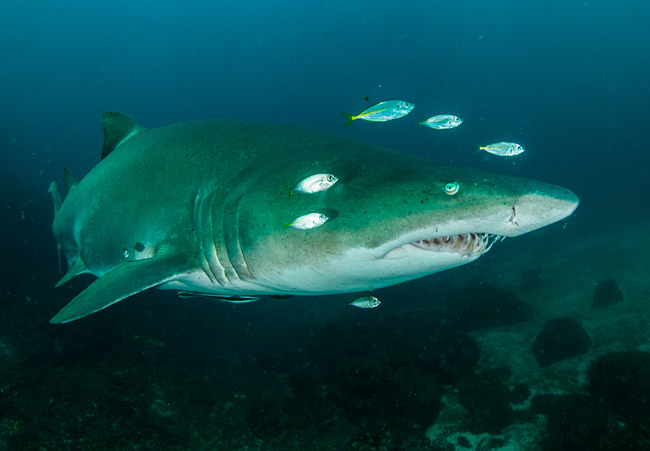 Please take the time to have your say and help to protect the future of our Grey Nurse Shark