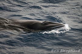 A Minke Whale who visited The Steve Irwin one week ago