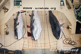 Three poached Minke Whales