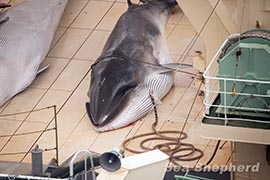 Protected Minke Whale awaiting butchering