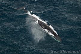 Fin Whale swimming free in the Southern Ocean. Fin Whales are one of a number of endangered species targeted for ‘non-lethal’ research by Japanese whalers.  Photo: Eliza Muirhead 