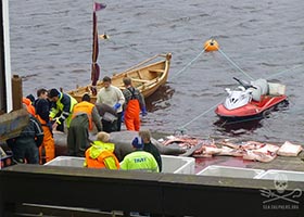 Killers at work butchering the whales