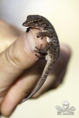 Cabo Verde gecko