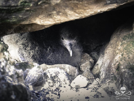 A shearwater chick looking out from its nest
