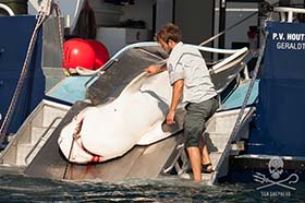 Tiger Shark Killed in Perth metropolitan region. Photo: Tim Watters