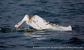 Chinese white dolphin Injury 1