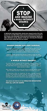 A world without sharks is a very scary prospect