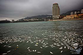 Thousands of fish were discovered floating dead between Peng Chau and Discovery Bay marina in Hong Kong. Photo: Gary Stokes