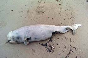 Experts have linked the deaths of a number of Indo-Pacific finless porpoises to the dead fish. Photo: Sean Baylis
