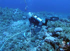 diver clearing longine