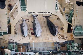 Three dead Minke whales, slaughtered illegally by the Japanese whaling fleet in the Southern Ocean Whale Sanctuary. Photo: Tim Watters