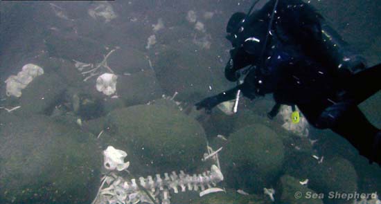 Sea Shepherd diver with remains of Pilot whales discarded into the sea in 2011 from a cliff between Vestmanna and Leynar