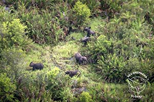 Herd of elephants roaming inside Loango National Park, Gabon.
 Photo: Denis Sinyakov 