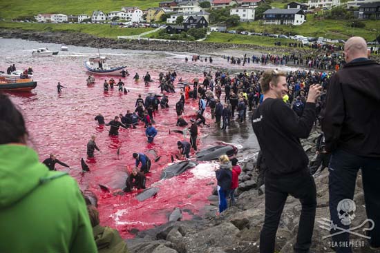 61 pilot whales were slaughtered at the Sandavágur killing beach in the Danish Faroe Isles. Photo:MaykWendt
