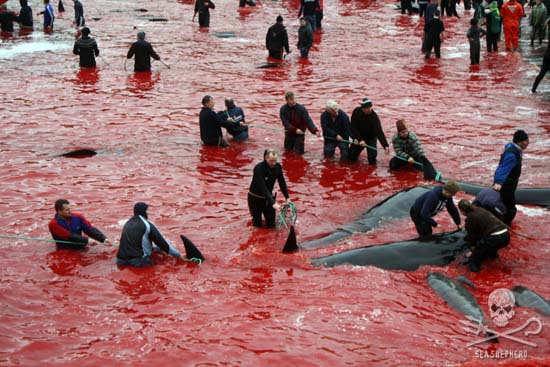 Another bloody day on the Faroe Islands. Photo:CrisCely 