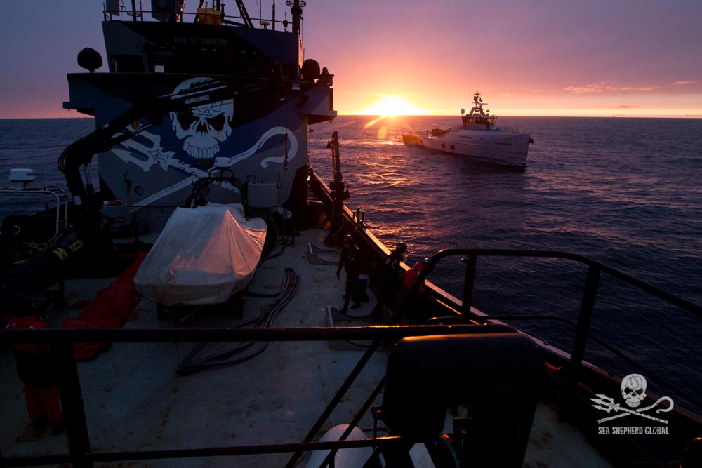 The Steve Irwin and Ocean Warrior ahead of the setting sun in the Southern Ocean. Photo: Sea Shepherd Global / Glenn Lockitch