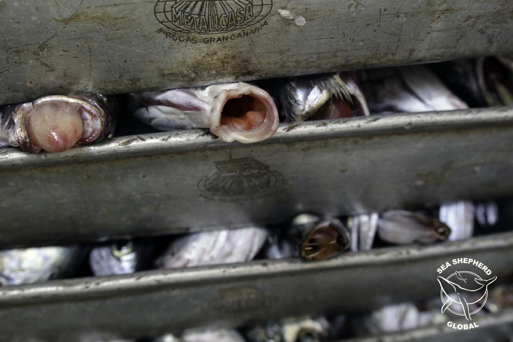 Fish frozen in time as they take their last breath. Photo: Sea Shepherd Global / Alejandra Gimeno