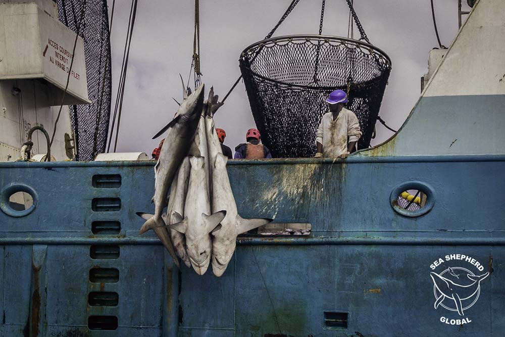 Dead sharks discarded overboard as by-catch. Photo: Sea Shepherd Global / Alejandra Gimeno