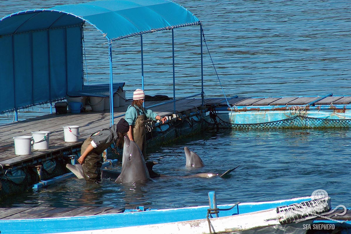 Captive dolphins in Taiji
