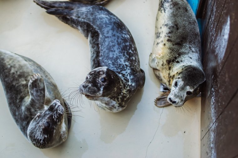  Gray seal pups in the marine station of the Polish town Hel. Photo by Sea Shepherd.