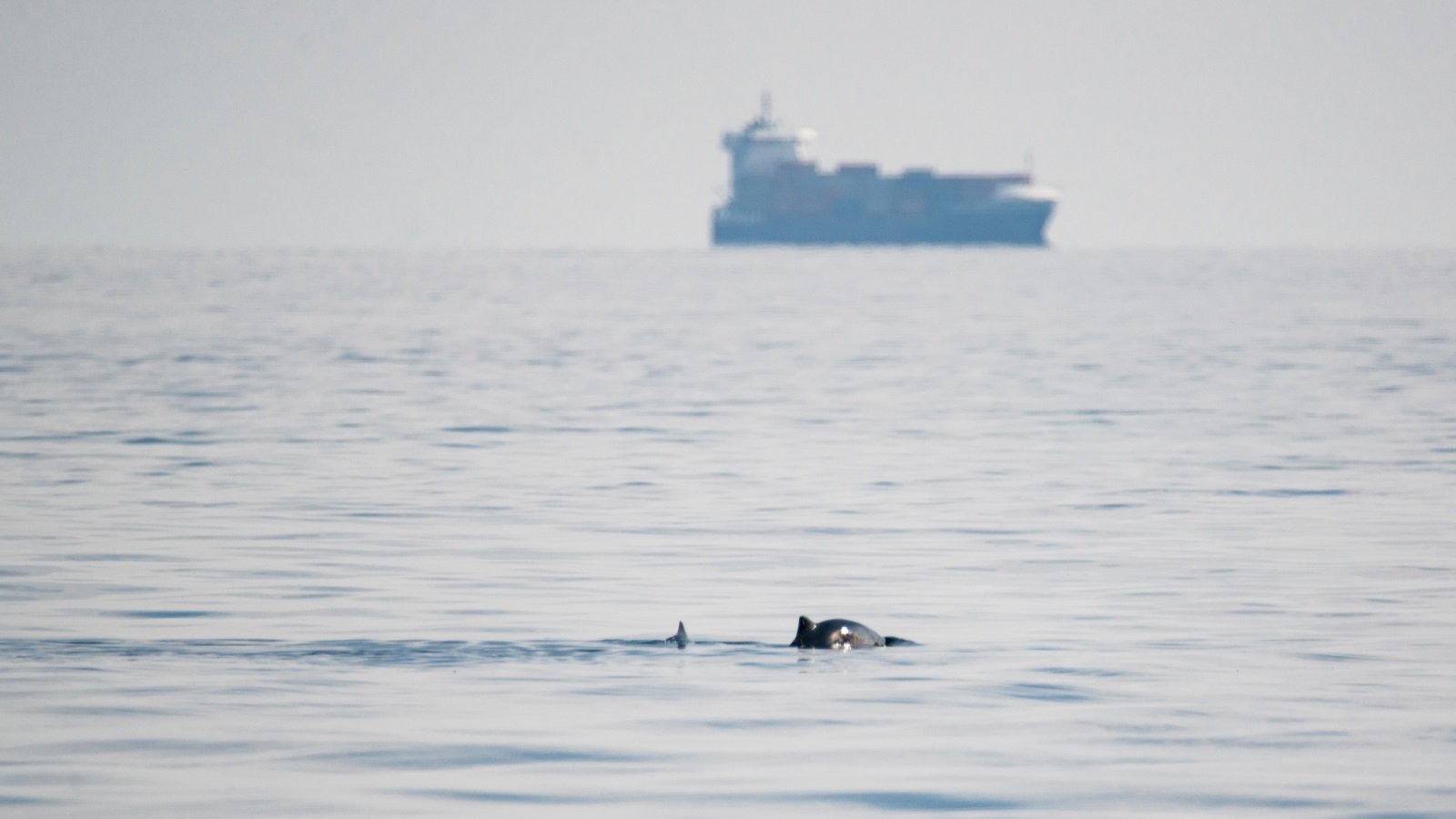 Pressures on Baltic Harbor Porpoises