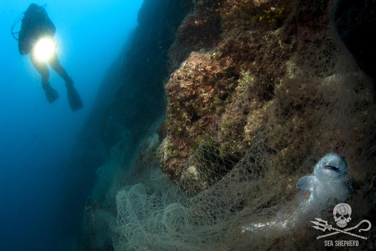  Abandoned, lost and discarded fishing gear continues killing marine wildlife. Photo by Csaba Tökölyi.
