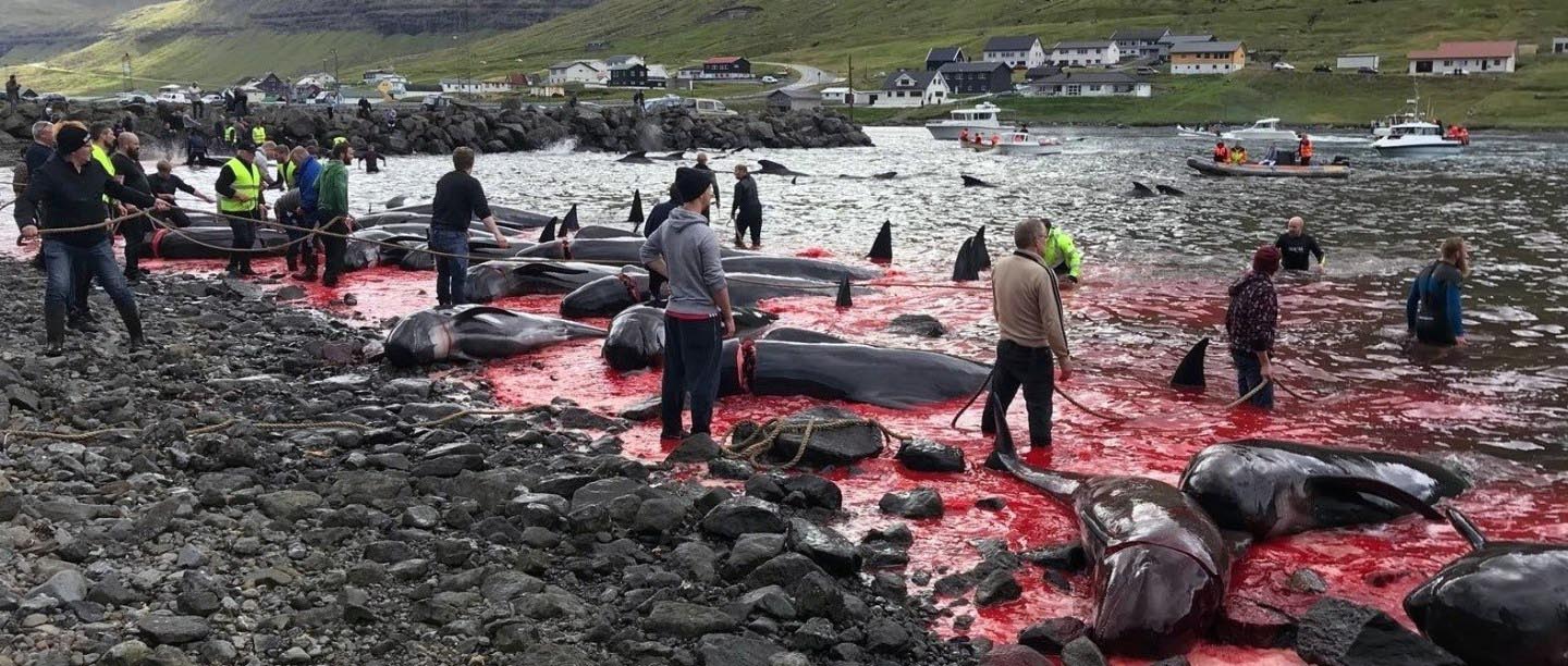 Murder Most Foul in the Faroe Islands