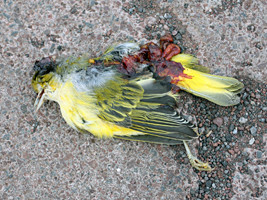 Warbler_Killed_By_Truck