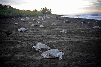 Turtle eggs exploitation - eggless turtles on beach - Costa Rica