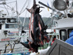 Sea Shepherd Condemns Shark Slaughter